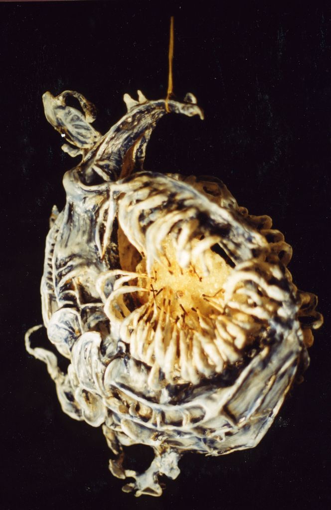 szuletoben01.jpg