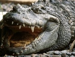 Krokodil