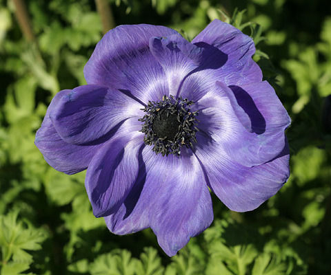 anemone-coronaria