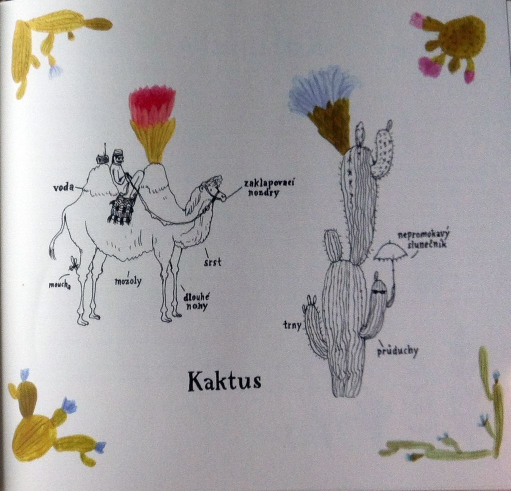 kaktus