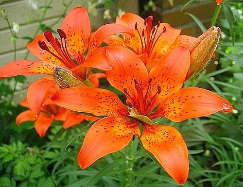 fire-lily