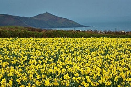 daffodils